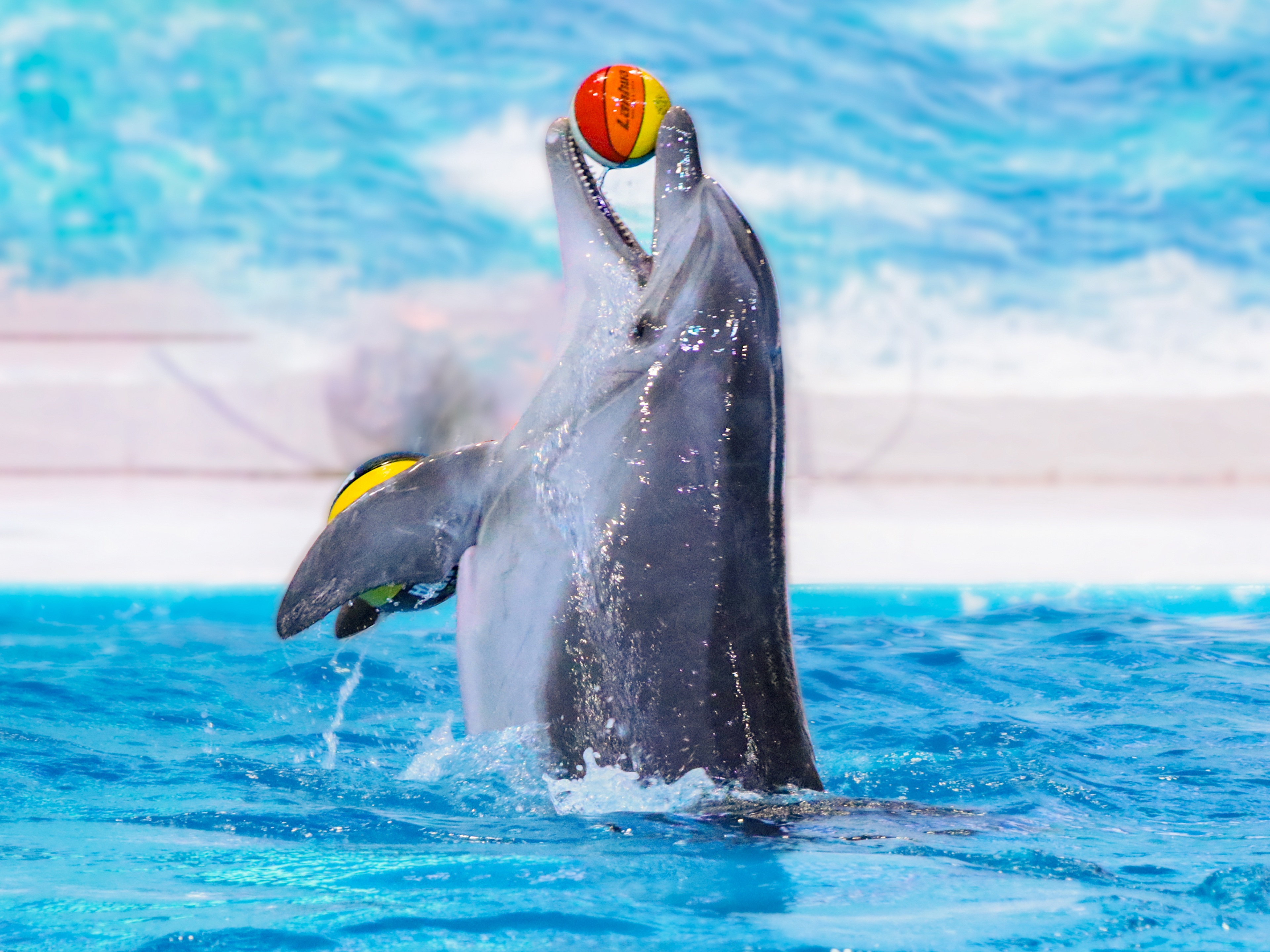 Dolphin and Seal Show | Dubai Dolphinarium Official Site