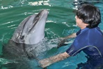 Dolphin Encounter Event Gallery 2025